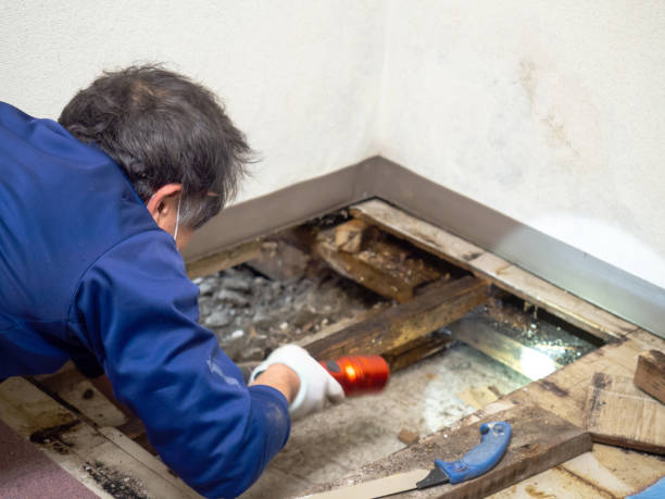 Mold Removal and Inspection in South Daytona, FL