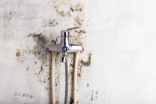 Best Professional Mold Removal  in South Daytona, FL