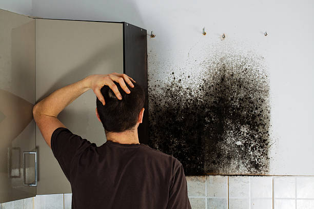 Best Emergency Mold Removal  in South Daytona, FL