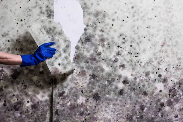 Professional Mold Removal in South Daytona, FL