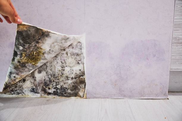 Mold Testing and Removal in South Daytona, FL